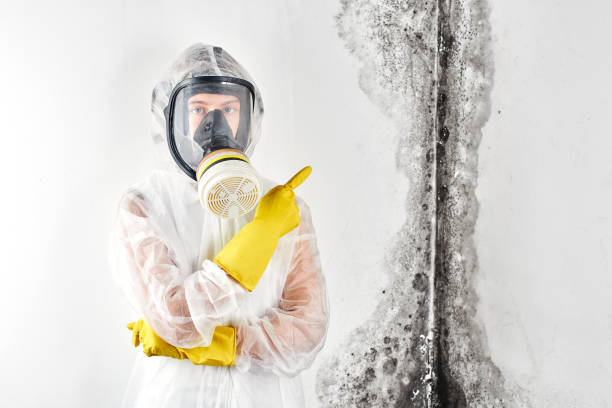 Best Ceiling water damage repair  in Greilickville, MI