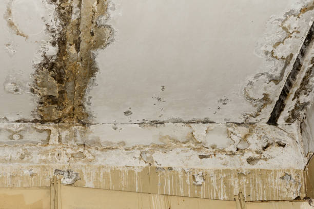 Best Water damage contractors near me  in Greilickville, MI