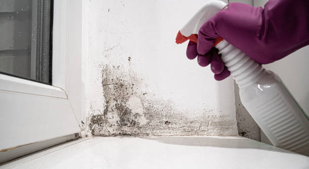 Best Water damage cleanup near me  in Greilickville, MI