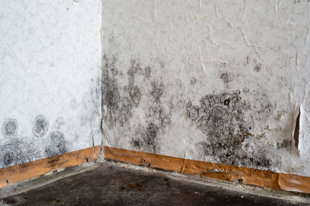 Best Basement water damage restoration  in Greilickville, MI